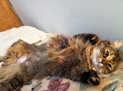Home visits for cat - Baby Sophie!!!!